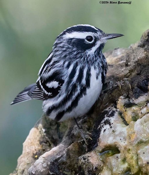 _B237830 black white warbler.jpg